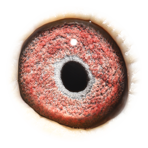 Eye of Son Blauwe Olympiade