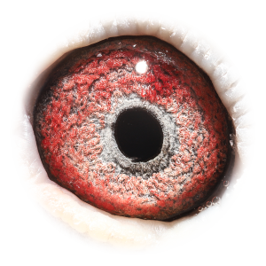 Eye of Brother Super 757