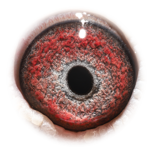 Eye of Sister Super 757