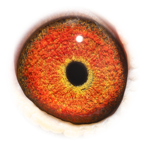 眼睛 NAV鸽王亚军直子