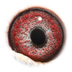 眼睛 奥林匹克F组幼鸽鸽王6位半姐妹