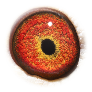 Eye of Brother Vale Jef