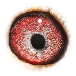 眼睛 超级配对直子127