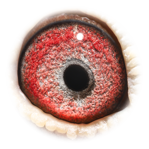 眼睛 超级配对直子128