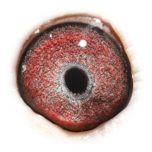 Eye of Dtr Blauwe As 965