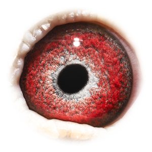 眼睛 超级757（魁芙兰冠军）全兄弟