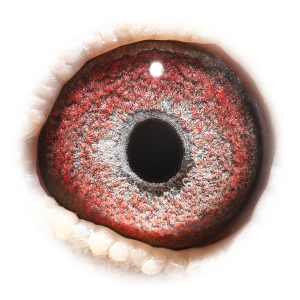 眼睛 奥林匹克F组幼鸽鸽王6位半兄弟