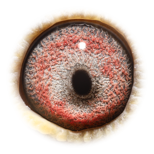 Eye of All Round Girl