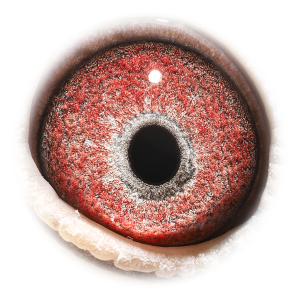 眼睛 'Natalia Breeder 792'