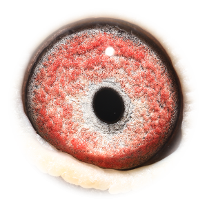 眼睛 Brother Prov Asje 433