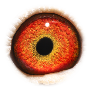 眼睛 Son Topbreeder 325