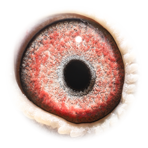 眼睛 Daughter Topbreeder 325