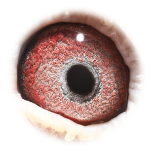 眼睛 萨甘III（萨甘全兄弟）直孙