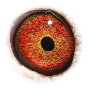 Eye of Granddtr Josephine