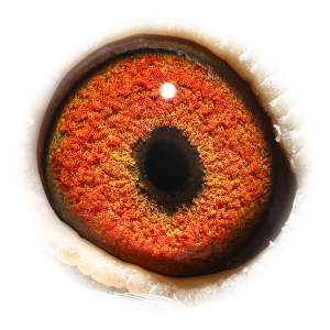 Eye of Brt. Olympic Lorris