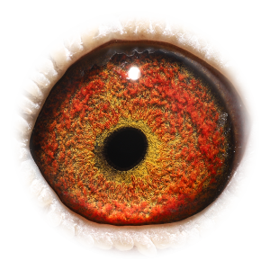 眼睛 灰765（冠军）直女