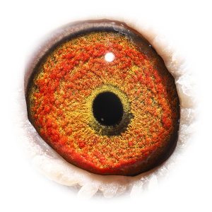 眼睛 新约瑟芬-奥林匹克B组鸽王季军半姐妹