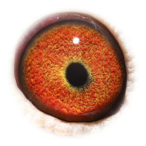 Eye of Son Blauwe As 965