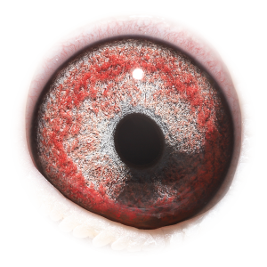 眼睛 奥林匹克959 X奥林匹克千禧外孙女