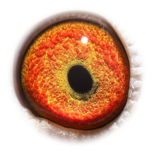 眼睛 萨甘雌488直子