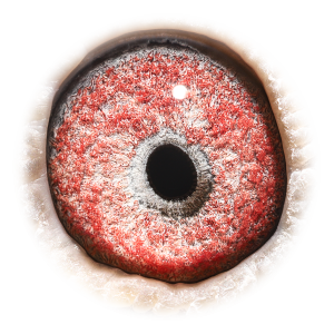 眼睛 Prov. Kannibaal Ace
