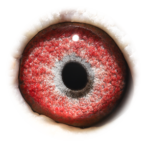 眼睛 N.brt Prov. Kannibaal Hen