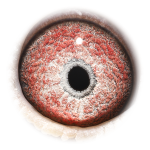 眼睛 Kannibaal Breeder