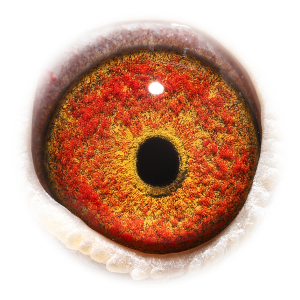 眼睛 Daughter Goeie 520