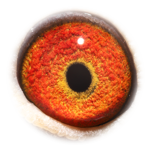 眼睛 Son Super 525