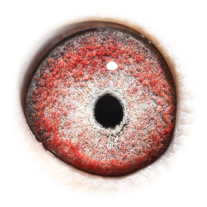 眼睛 Toppertje 426