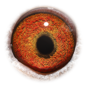 眼睛 Granddtr Goede Kweker