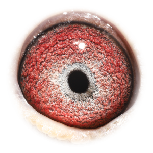 眼睛 Kannibaal Belle