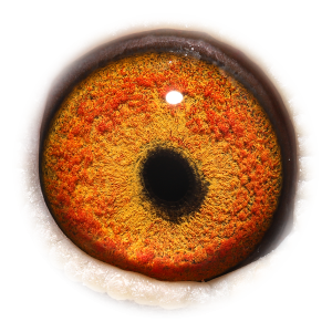 眼睛 Provincial Asje 433