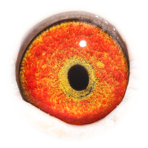 眼睛 Son Goeie 520