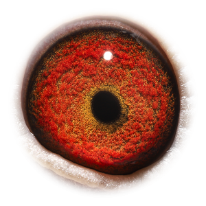 眼睛 Daughter Topbreeder 325