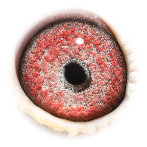 眼睛 Triple Four Niels