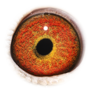 眼睛 Sprintboy Frankie