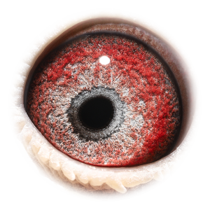 眼睛 Natalia Olympic Niels