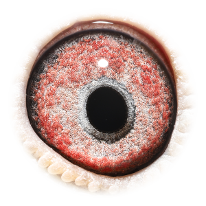 眼睛 Str. Prov. Kannibaal Hen