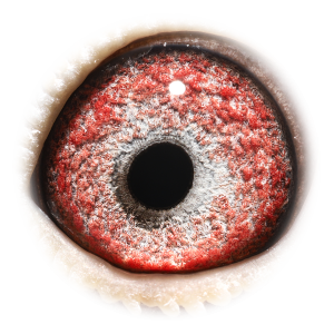 眼睛 Str Prov. Kannibaal Ace