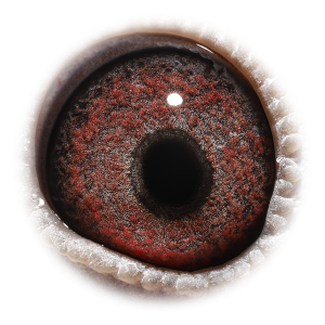 眼睛 Kannibaal Ace Topbreed