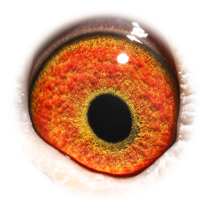 眼睛 Kannibaal Ace Topbreeder