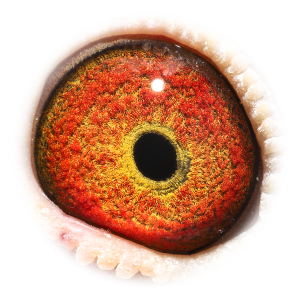 眼睛 Olympic Aske 646