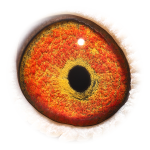 眼睛 Olympic Aske 647