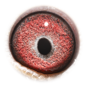 眼睛 Natalia Kannibaal 49