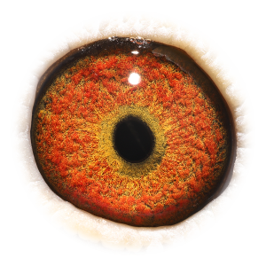 眼睛 Natalia Kannibaal 50