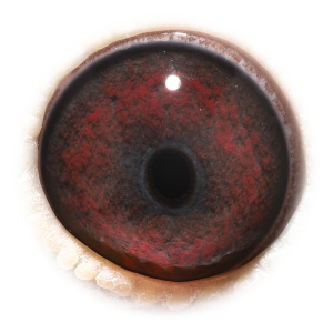 眼睛 Grandson Mathieu