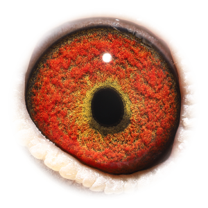 眼睛 Topbreeder Kannibaal Ace