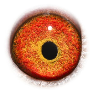 眼睛 Inbreed Vivke 656