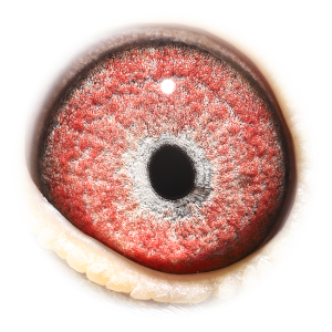 眼睛 Son Topbreeder 325